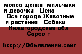 мопса щенки -мальчики и девочки › Цена ­ 25 000 - Все города Животные и растения » Собаки   . Нижегородская обл.,Саров г.